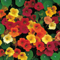 Nasturtium Dwarf Jewel Mix Seeds 10/50/100 Ct Tropaeolum Flower Edible(10 Seeds)