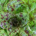 Heirloom Freckles Romaine lettuce seeds - Grown and Harvested in USA ! Tasty ! Fresh ! Easy to Grow ! Gorgeous !(200 Seeds)