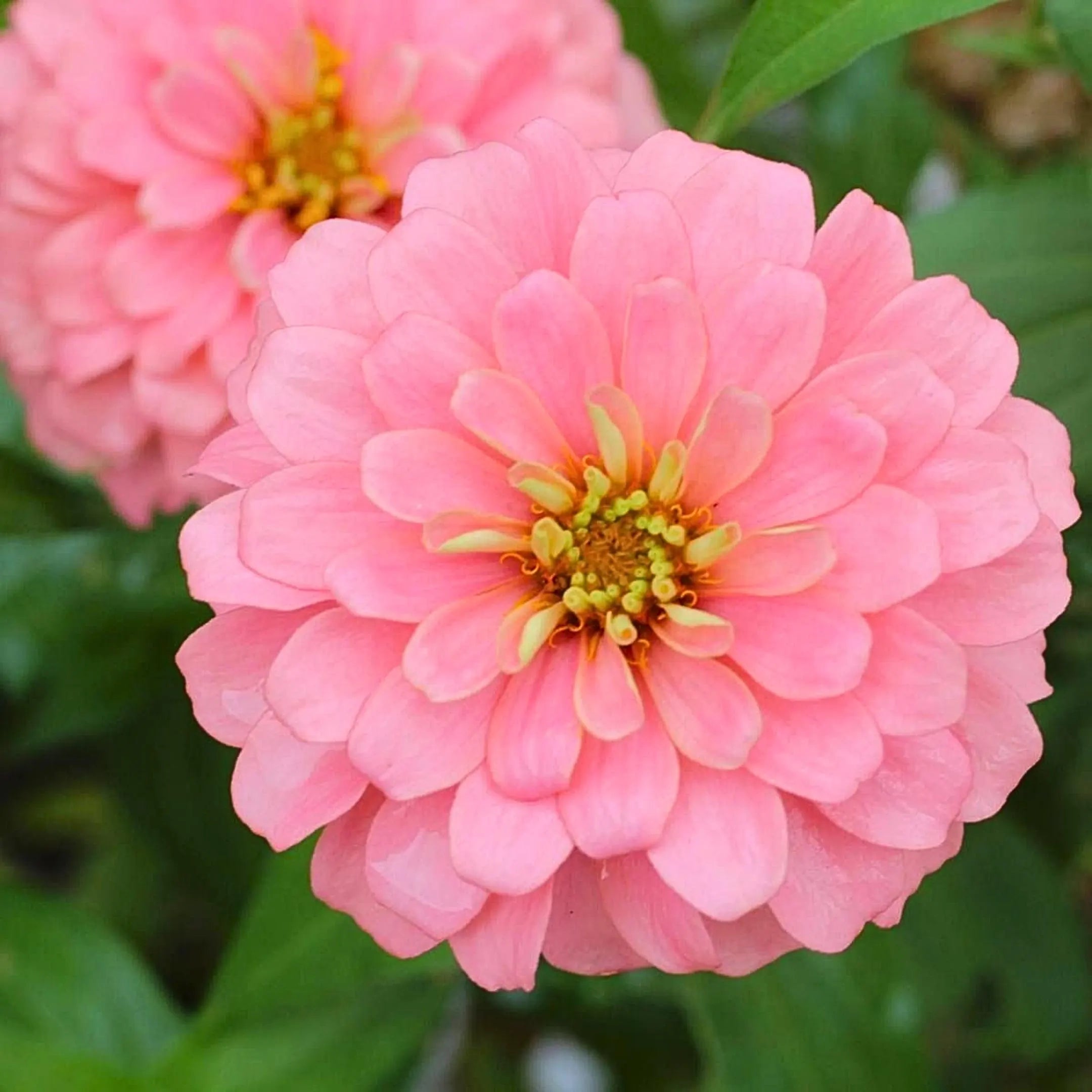 4/20/40 Light Pink Marigold Seeds | Tagetes Erecta, Pastel Blooms(4 Seeds)
