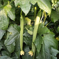 Heirloom Ridge Gourd Seeds – Authentic Indian Turai Beerakaya Peerkangai, Angled Luffa Vegetable, Organic, Non-GMO(6 Seeds)