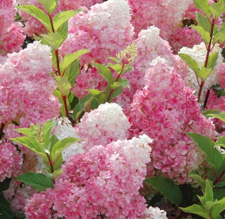 Vanilla Strawberry Hydrangea Seeds - Beautiful Attractive Showy and Hardy Perennial Flowers(6 Seeds)