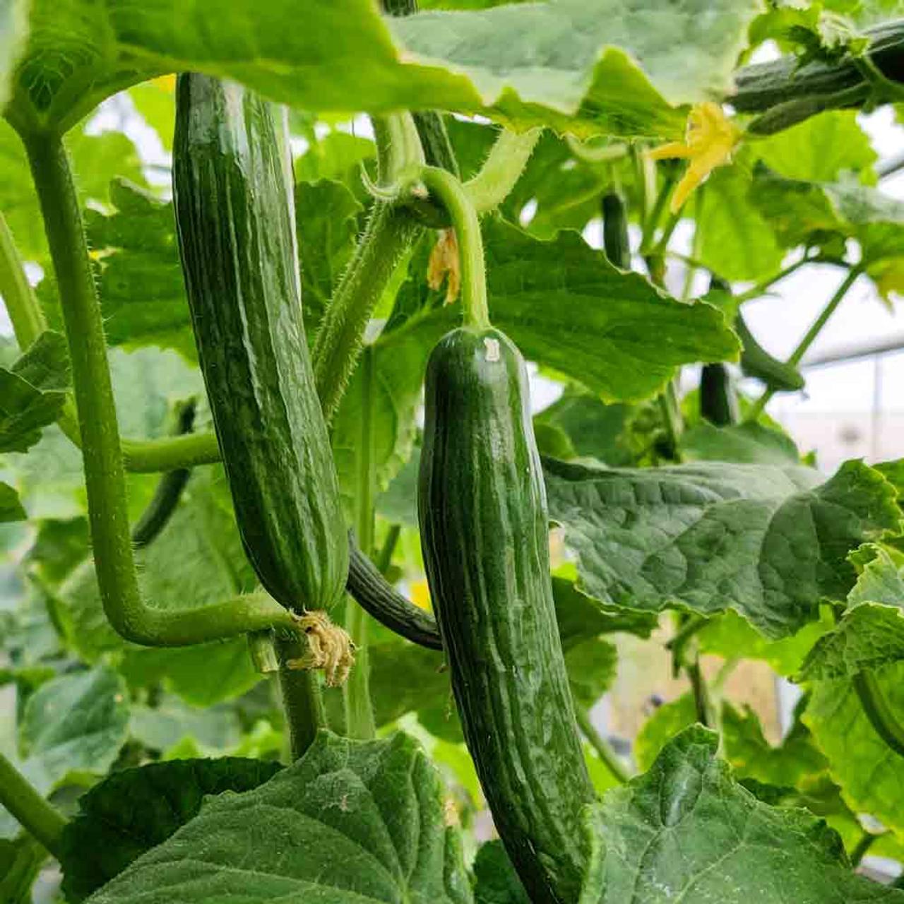 Beit Alpha Cucumber Seeds 10+ Persian Vegetable Garden NON-GMO USA(10 Seeds)