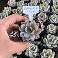 Echeveria Fiona, Live succulent plants Rooted in a 2-inch pot, perfect for gifts, home decoration plants, easy to grow.Beautiful ornamental plants, Housewarming Gifts, Guest Housewarming Gifts, Christmas Decorations(1pc)