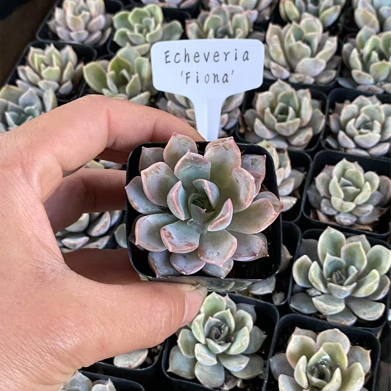 Echeveria Fiona, Live succulent plants Rooted in a 2-inch pot, perfect for gifts, home decoration plants, easy to grow.Beautiful ornamental plants, Housewarming Gifts, Guest Housewarming Gifts, Christmas Decorations(1pc)