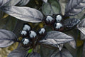 Black Pearl Hot Pepper Seeds, Edible Ornamental, Capsicum Annuum(4 Seeds)