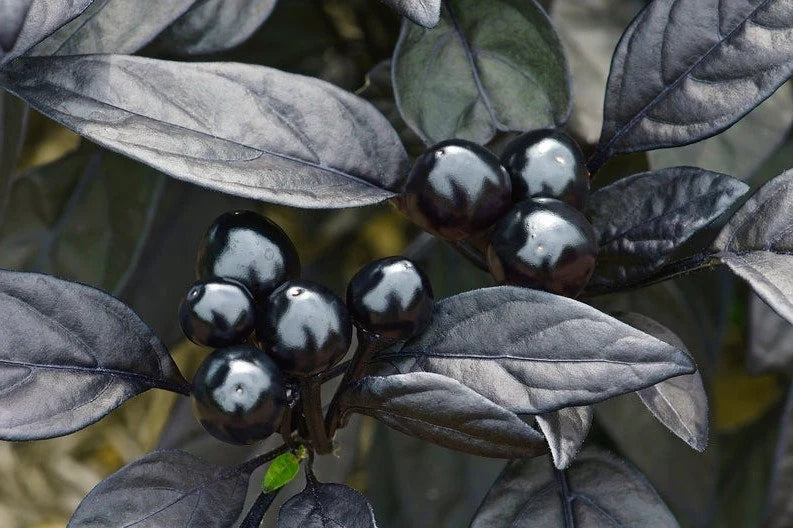Black Pearl Hot Pepper Seeds, Edible Ornamental, Capsicum Annuum(4 Seeds)