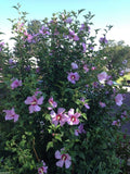 Rose of Sharon 10/50/100 Seeds (Hibiscus syriacus) -Cold Hardy, Perennial !(10pcs)