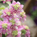 10/50/100Pcs Double Pink Green Clematis Seeds Flowers Seed Perennial Flower(10 Seeds)