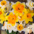 20/100/200 Mixed Daffodil Bulbs – Bulk Pack of Spring Narcissus | Easy Fall Planting, Deer Resistant, Cold Hardy, Naturalizing Perennial Flowers(20 Seeds)