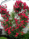 1/5/10pcs Red Climbing Rose Seeds - Rare Non-GMO Heirloom Variety for Your Garden(1 Seeds)