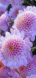 10/50/100 strawberry delight chrysanthemum flower seeds for spring summer pink White(10 Seeds)