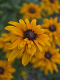 Strange Double Black Eyed Susan Daisy (200+ Seeds), Perrenial(200 Seeds)