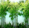 20/100/200 Seabreeze Bamboo Seeds: Fast Growing, Salt Tolerant Privacy Screen(20 Seeds)