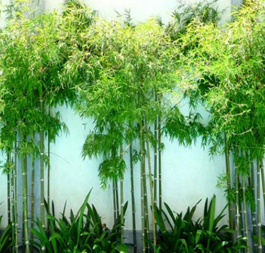 20/100/200 Seabreeze Bamboo Seeds: Fast Growing, Salt Tolerant Privacy Screen(20 Seeds)