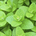 Applemint Seeds ~Mentha suaveolens~ Apple Mint ~ Woolly Mint ~ Pineapple Mint ~ Round-leaved Mint(60 Seeds)