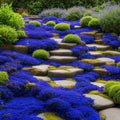 Blue Creeping Thyme Seeds, Thymus Serpyllum Herb, Ground Cover Plant, Flower Seeds, Gardening Present(20 Seeds)