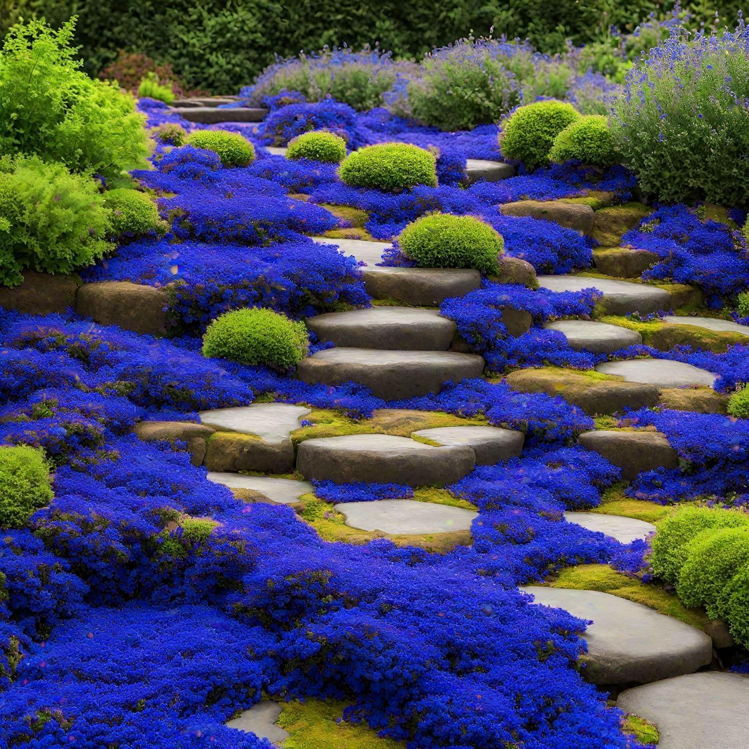 Blue Creeping Thyme Seeds, Thymus Serpyllum Herb, Ground Cover Plant, Flower Seeds, Gardening Present(20 Seeds)