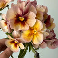 4/20/40+ Seeds| Nature Antique Shades Viola (Pansy) Seeds - Open-Pollinating -Self-Pollinating -Draft Resistant - Plant in late Summer/Spring(4 Seeds)