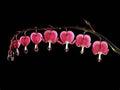 5/25/50 Seeds Mixed Bleeding Heart Seeds Dicentra Spectabilis Shade(5 Seeds)