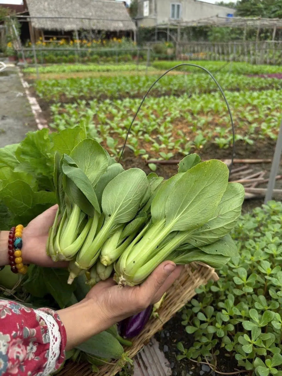 20/100/200+ Bok Choy Seeds for Planting - Cải Thìa - AKA. Pak Choi, Chinese Cabbage, Bok Choi, Heirloom, Non-GMO Vegetable Variety(20 Seeds)