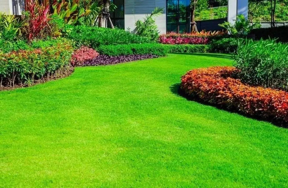 1000+ Emerald Zoysia Grass Seeds: Heat  Drought Tolerant Lawn Turf, Non GMO(1000 Seeds)