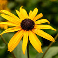 Black-Eyed Susan Seed -- Native Flower, Wildflower, Long Bloom Season, Pollinator Friendly.Est, 200/1000/2000 seeds(200 Seeds)