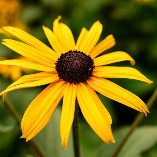 Black-Eyed Susan Seed -- Native Flower, Wildflower, Long Bloom Season, Pollinator Friendly.Est, 200/1000/2000 seeds(200 Seeds)