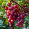 Red Grape Seeds – 2/10/20 Count – Sweet Juicy Variety – Ideal for Home Growing  Vineyards(2PCS)