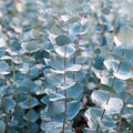 Baby Blue Eucalyptus Seeds – 2/10/20 Seeds | Aromatic Foliage, Fast-Growing Blue-Green Leaves for Gardens  Containers(2 Seeds)