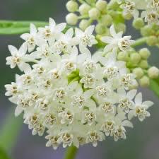 Milkweed Swamp White Asclepias Perennial Monarch Butterfly 5/25/50 Seeds(5 Seeds)