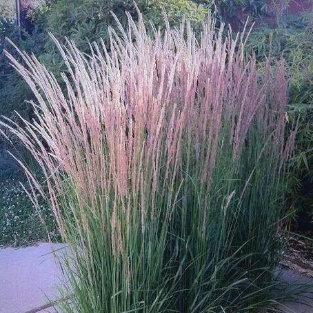 Perennial Farm Marketplace Calamagrostis a. 'Karl Foerster' (Feather Reed) Ornamental Grasses, Size-#1 Container, Yellow Spikes(6 Seeds)