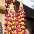 Lupinus (Lupine) Seeds- Lupinus - bluebonnet - Authentic - Heirloom - Flower Seeds - Mix Seeds to Plant(50 Seeds)
