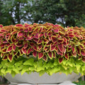 200/1000/2000 Rare Mixed Coleus Flowers Seeds Rainbow Coleus Seeds for Planting Heirloom and Open Pollinated Perennial Foliage Plant(200pcs)